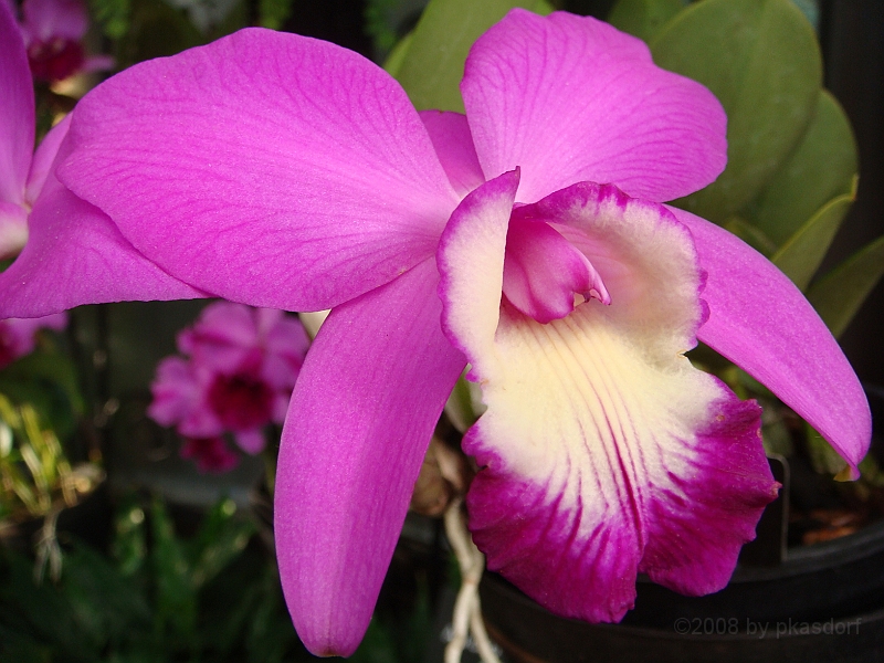 405 Longwood Gardens [2008 August 23].JPG - Longwood Gardens in Pennsylvania